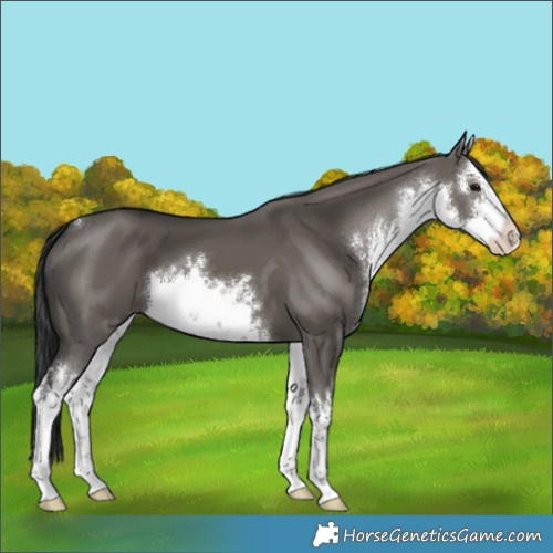 Horse Color:White Spotted Grullo 