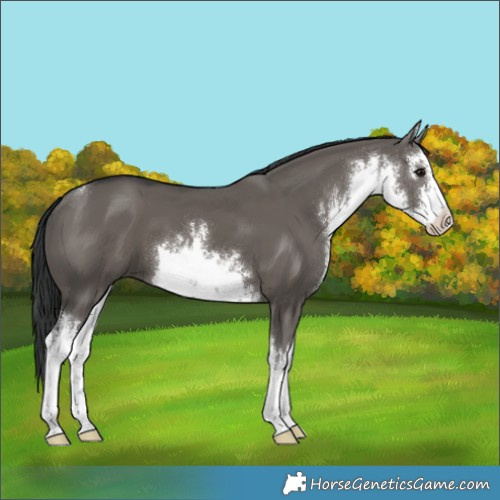 Horse Color:White Spotted Grullo