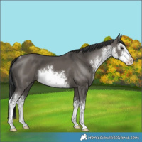 Horse Color:White Spotted Grullo