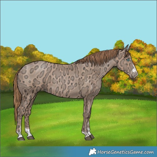Horse Color:Black Ice Pearl