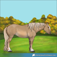 Horse Color:Chocolate Palomino Dun 