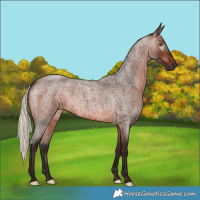 Horse Color:Gray Silver Bay Roan 