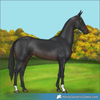 Horse Color:Brown 