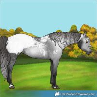Horse Color:Gray Black Appaloosa