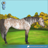 Horse Color:Bay Dun and Gray Brown Dun Appaloosa