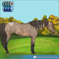 Horse Color:Bay Dun  and Gray Brown Dun Appaloosa 