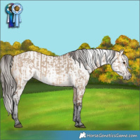 Horse Color:Bay Dun  and Gray Brown Dun Appaloosa 