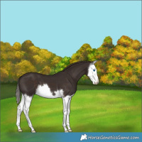 Horse Color:Liver Chestnut Splash 