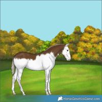 Horse Color:Chocolate Palomino Splash 