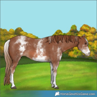 Horse Color:White Spotted Chestnut Sabino 