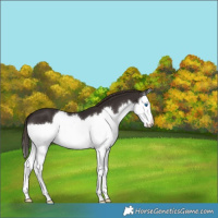 Horse Color:Liver Chestnut Splash 
