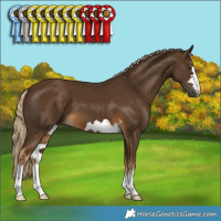 Horse Color:Chocolate Palomino 