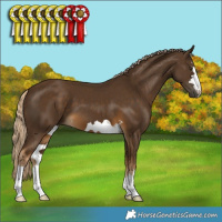 Horse Color:Chocolate Palomino