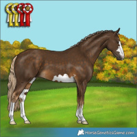 Horse Color:Chocolate Palomino 