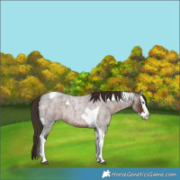 Horse Color:Liver Red Roan Splash Tobiano