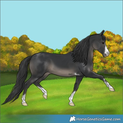 Horse Color:Black 