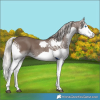 Horse Color:White Spotted Silver Black Splash Rabicano 