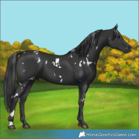 Horse Color:White Spotted Black