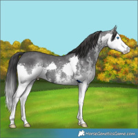 Horse Color:White Spotted Black Splash Rabicano