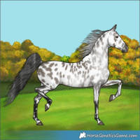 Horse Color:Gray Grullo Near Leopard 