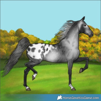 Horse Color:Gray Black Appaloosa 