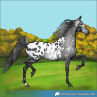 Horse Color:Gray Black Appaloosa 