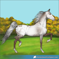 Horse Color:Gray Classic Champagne Appaloosa