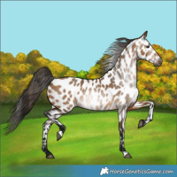 Horse Color:Gray Bay Dun Appaloosa 