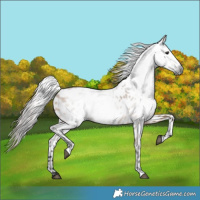 Horse Color:Gray Bay Dun Leopard 