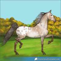 Horse Color:Gray Red Dun Appaloosa 