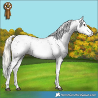 Horse Color:Liver Chestnut Mushroom Sabino