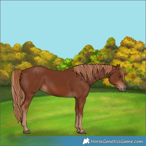 Horse Color:Chestnut 