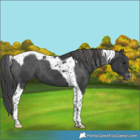 Horse Color:Black Tobiano Varnish 