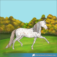 Horse Color:Gold Champagne Appaloosa  and Gold Champagne Appaloosa 