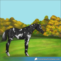 Horse Color:Gray White Spotted Smoky Black 