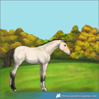 Horse Color:Buckskin Roan 