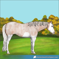Horse Color:Silver Bay Roan Splash