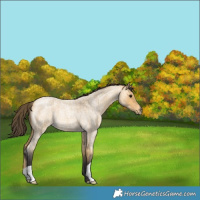 Horse Color:Buckskin Roan 