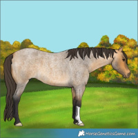 Horse Color:Buckskin Roan 