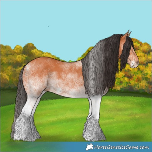 Horse Color:White Spotted Bay 