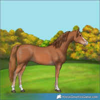 Horse Color:Chestnut 