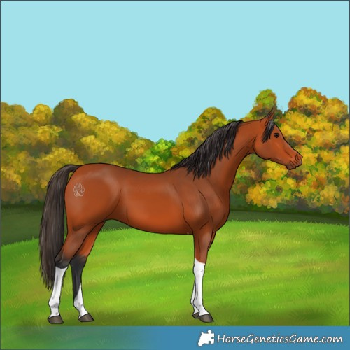 Horse Color:Bay Tobiano 