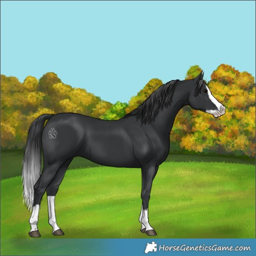 Horse Color:Black Splash 