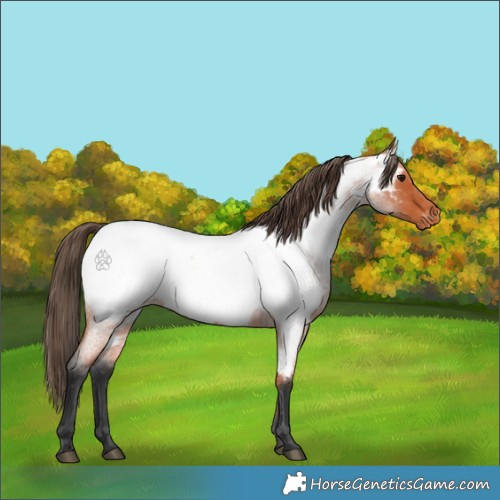Horse Color:Bay Roan Appaloosa 
