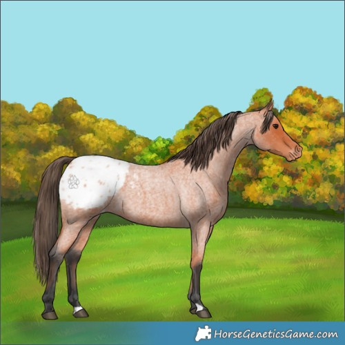 Horse Color:Bay Roan Appaloosa 