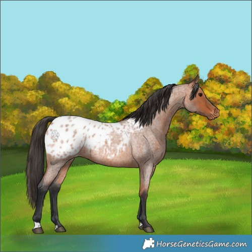 Horse Color:Bay Roan Appaloosa 