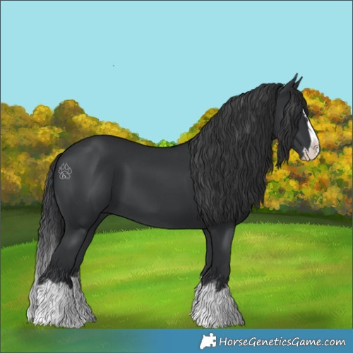 Horse Color:Black Splash 