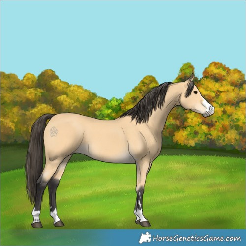 Horse Color:Buckskin 