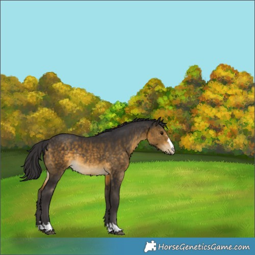 Horse Color:Buckskin Rabicano 