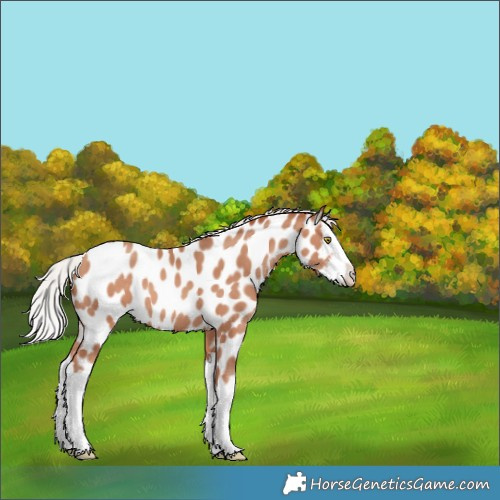 Horse Color:White Spotted Silver Amber Champagne Splash Appaloosa 